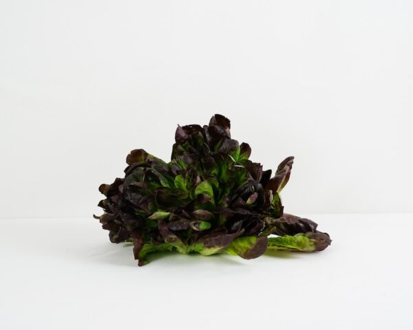 Insalata gentile - immagine 3