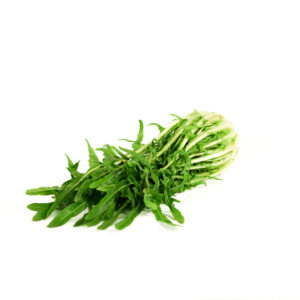 Catalogna spigata (puntarelle)