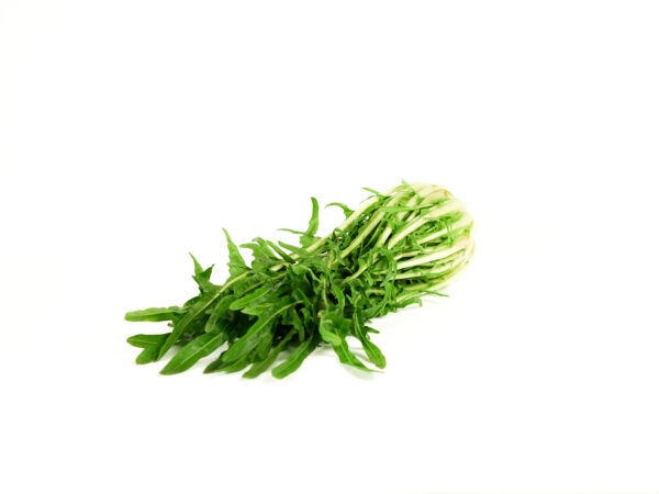 Catalogna spigata (puntarelle)
