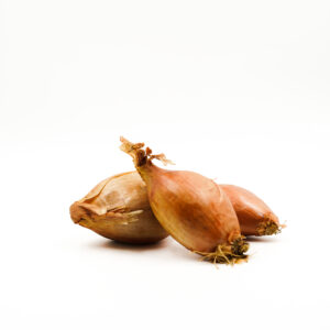 Scalogno