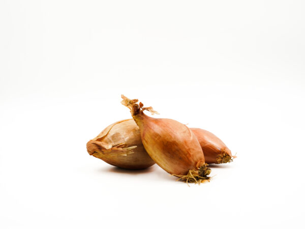 Scalogno